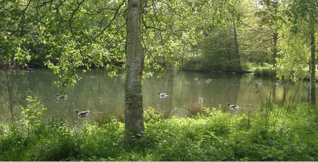 Eichtalpark: Nachmittagssonne am Teich. Die Gänse verzogen sich von der Wiese ...