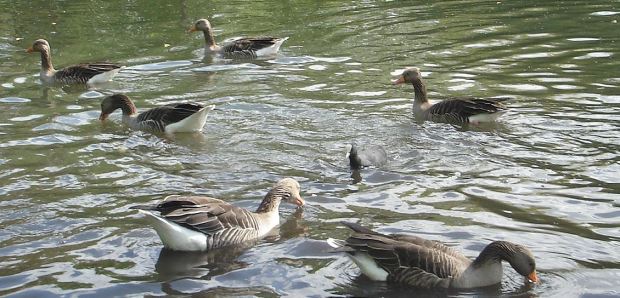Wasservögel im Eichtalpark: Noch herrscht Ruhe ...