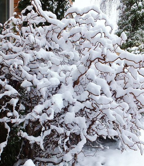 März - 10.03.2013 - Die Korkenzieher-Hasel (Corylus avellana 'Contorta). Das Wollknäuel von gestern heute mit Schnee ...