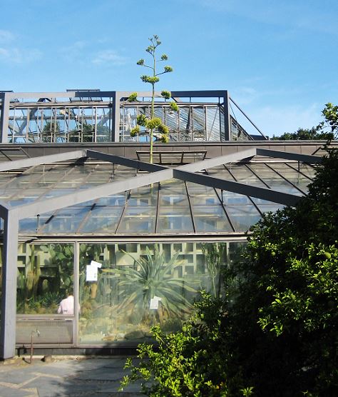 Planten un Blomen - Agave weberi blühend und aus dem Gewächshaus wachsend im September 2012