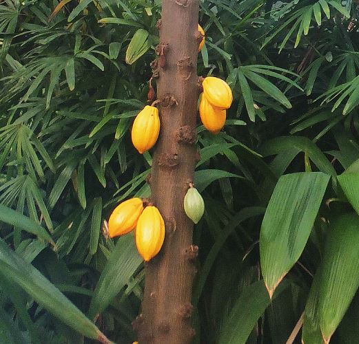 Planten un Blomen - Tropenschauhaus - Kakao (Theobroma cacao) - Jede Frucht enthält 20 bis 50 Samen (Kakaobohnen)