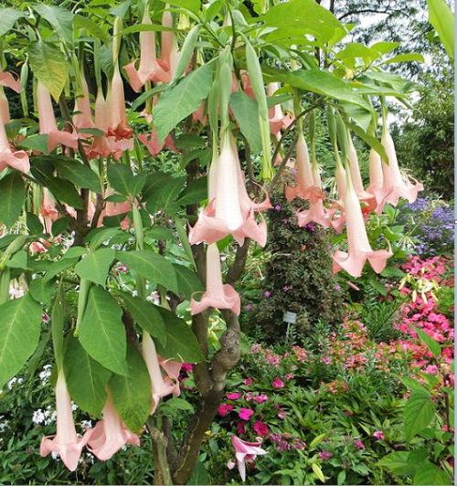 Blumeninsel Mainau - Üppige Blütenpracht - Engelstrompete (Brugmansia)