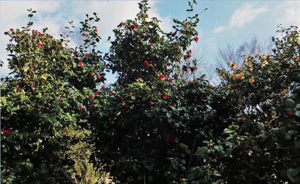 Botanischer Sondergarten Wandsbek - Anfang April - Blütenhochzeit bei der Camellia japonica (Kamelie)