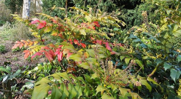 Botanischer Sondergarten Wandsbek - Farbenfroh der Blattaustrieb und dazu gelbe Blüten:  die Beales Mahonie (Mahonia bealei)