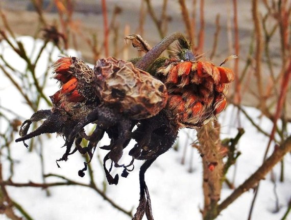 Vergängliche Kunst ... Kartoffelrose im Winter mit Resten der Hagebutte