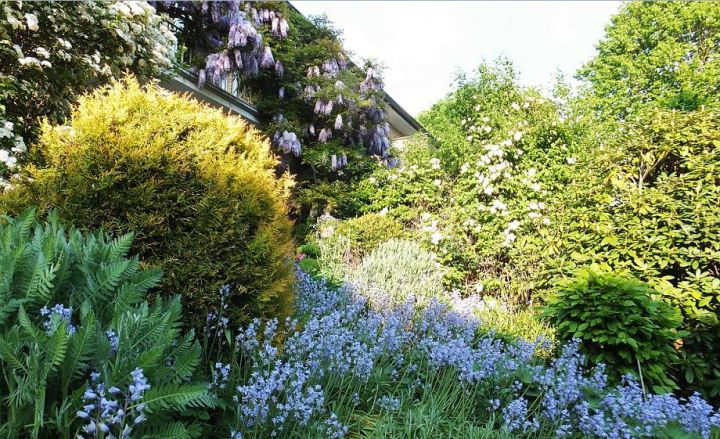 Garten im Mai mit Glyzinie, Clematis, Spanischem Hasenglöckchen etc.