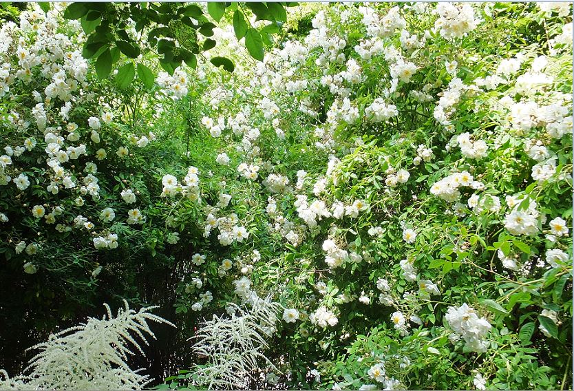 Juni: Rambler "Lykkefund" und Waldgeißbart in Blüte
